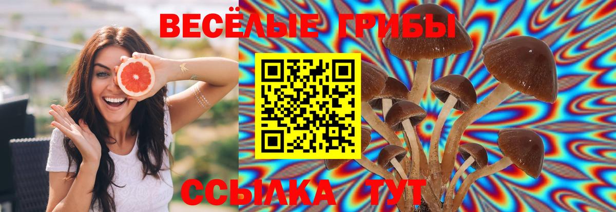 Галлюциногенные грибы Cubensis  Вход с VPN  Серов 